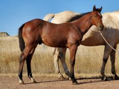 Shark Bartender JW <BR> AQHA PENDING